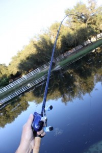 Ardent Denny Brauer Pro Series Rods Rod Taper