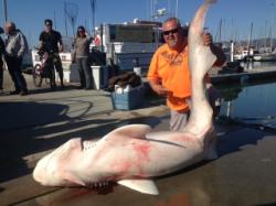 A NEW IGFA all-tackle world record sevengill shark was caught aboard the California Dawn by Jonny Mathews of Stockton last week, and it weighed 322 pounds! - See more at: http://www.thefishingwire.com/story/297124#sthash.0uwYf59V.dpuf