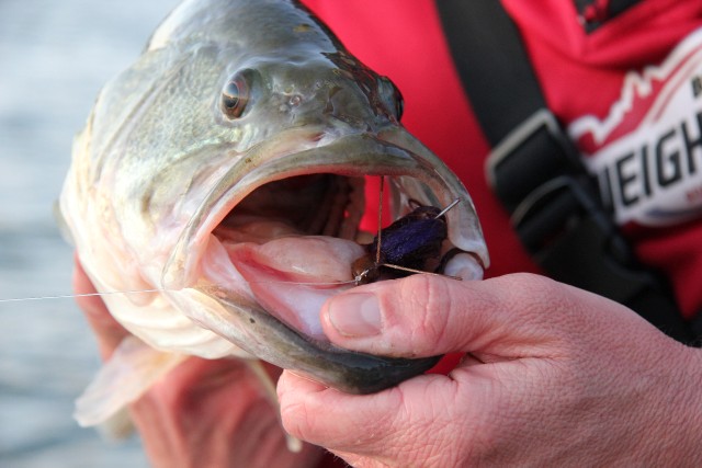 Cold Weather Jerkbait Alternatives  Advanced Angler::Bass Fishing  News::Bassmaster::Major League Fishing