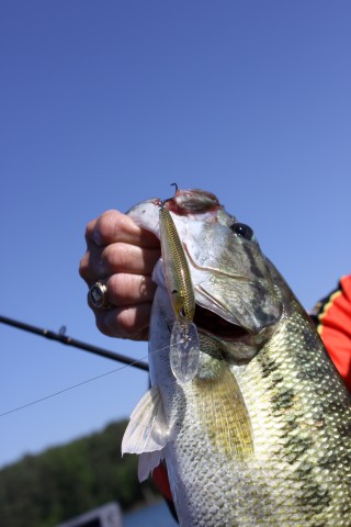 The Lure Draft  Advanced Angler::Bass Fishing News::Bassmaster