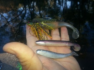 Swmbait Trailers Hollow Belly Swimbait - Big Bite Baits Cane Thumper  and Gene Larew Sweet Swimmer - photo by Emberlie O'Sullivan