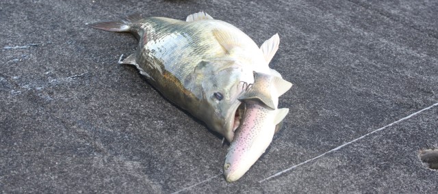See I Told You – Size Does Matter  Advanced Angler::Bass Fishing  News::Bassmaster::Major League Fishing
