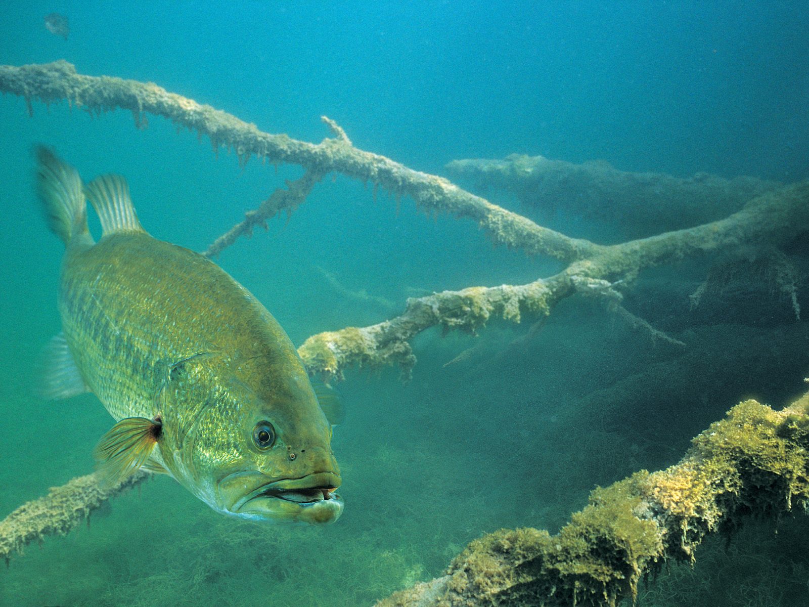 bass+fishing+wallpaper+hd  Advanced Angler::Bass Fishing  News::Bassmaster::Major League Fishing