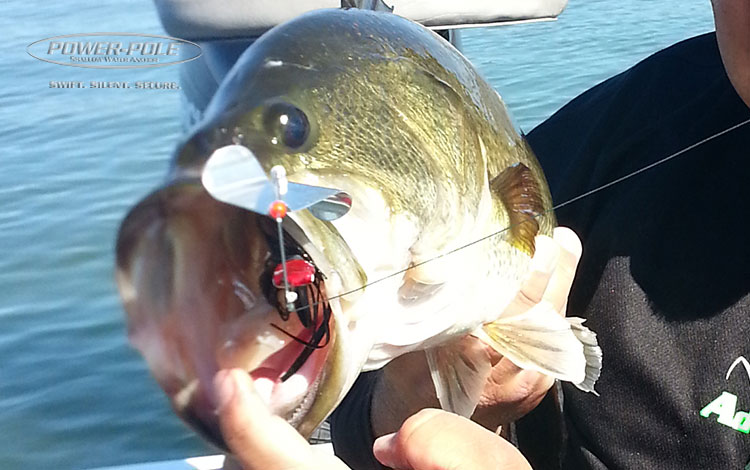 Big Fish Await: Buzzbait Precision Casting Bass Fishing Tips 