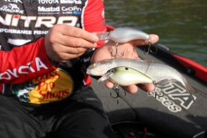kevin-vandam-compares-a-large-gizzard-shad-to-two-strike-king-crankbaits-photo-by-dan-osullivan